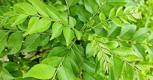 Curry Leaves, Kadi Patta